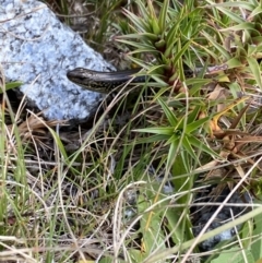 Eulamprus kosciuskoi at Kosciuszko National Park, NSW - 13 Mar 2022