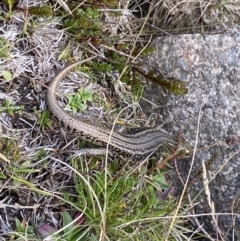 Eulamprus kosciuskoi at Kosciuszko National Park, NSW - 13 Mar 2022