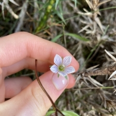 Gentianella cunninghamii subsp. cunninghamii (Cunningham's Snow Gentian) at Kosciuszko National Park, NSW - 12 Mar 2022 by Ned_Johnston