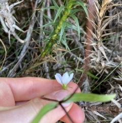 Gentianella cunninghamii subsp. cunninghamii at Kosciuszko National Park, NSW - 13 Mar 2022