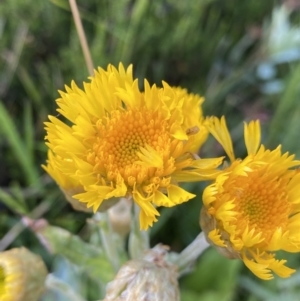 Podolepis robusta at Kosciuszko National Park, NSW - 13 Mar 2022