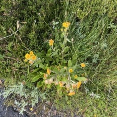 Podolepis robusta at Kosciuszko National Park, NSW - 13 Mar 2022