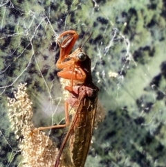 Campion sp. (genus) (Mantis Fly) at Jagungal Wilderness, NSW - 12 Mar 2022 by Ned_Johnston
