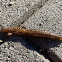 Limax maximus (Leopard Slug, Great Grey Slug) at Kosciuszko National Park - 12 Mar 2022 by Ned_Johnston