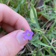 Geranium solanderi (Native Geranium) at Jagungal Wilderness, NSW - 12 Mar 2022 by Ned_Johnston