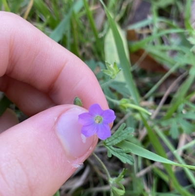 Geranium solanderi (Native Geranium) at Jagungal Wilderness, NSW - 12 Mar 2022 by NedJohnston