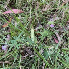 Geranium solanderi at Jagungal Wilderness, NSW - 12 Mar 2022 06:54 PM