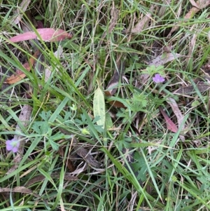 Geranium solanderi at Jagungal Wilderness, NSW - 12 Mar 2022