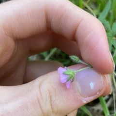 Geranium solanderi at Jagungal Wilderness, NSW - 12 Mar 2022 06:54 PM