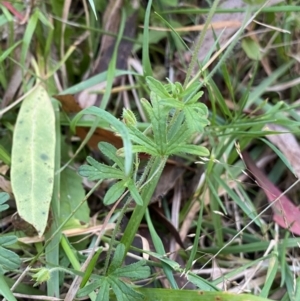 Geranium solanderi at Jagungal Wilderness, NSW - 12 Mar 2022