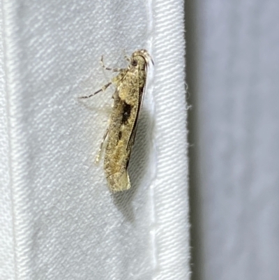 Symmetrischema tangolias (Andean Potato Tuber Moth) at Jerrabomberra, NSW - 25 Mar 2022 by SteveBorkowskis