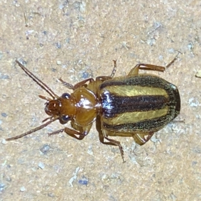 Philophlaeus sp. (genus) (Bark carab beetle) at Jerrabomberra, NSW - 25 Mar 2022 by Steve_Bok