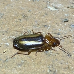 Philophlaeus sp. (genus) at Jerrabomberra, NSW - suppressed