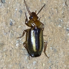 Philophlaeus sp. (genus) at Jerrabomberra, NSW - suppressed