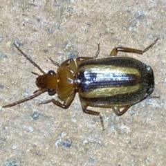 Philophlaeus sp. (genus) at Jerrabomberra, NSW - suppressed