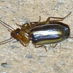 Philophlaeus sp. (genus) at Jerrabomberra, NSW - suppressed