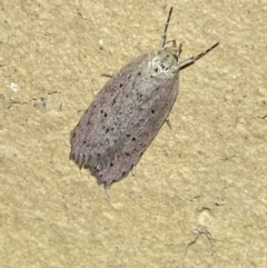 Chezala privatella (A Concealer moth) at QPRC LGA - 25 Mar 2022 by Steve_Bok