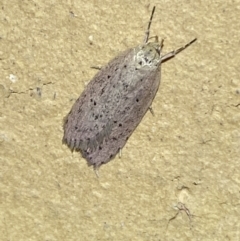 Chezala privatella (A Concealer moth) at Jerrabomberra, NSW - 25 Mar 2022 by SteveBorkowskis