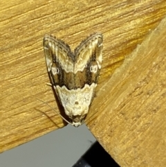 Maliattha amorpha (An Erebid moth) at QPRC LGA - 25 Mar 2022 by Steve_Bok