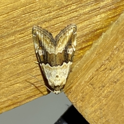 Maliattha amorpha (Brown Bar Moth) at Jerrabomberra, NSW - 25 Mar 2022 by SteveBorkowskis