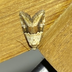 Maliattha amorpha at Jerrabomberra, NSW - suppressed