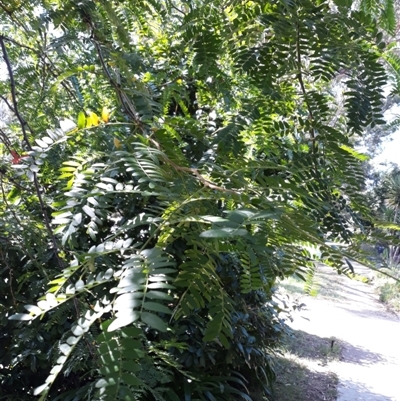 Unverified Plant at Kambah, ACT - 22 Mar 2022 by Luis