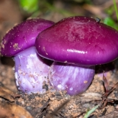 Cortinarius archeri s.l. (Emperor Cortinar) at Penrose, NSW - 24 Mar 2022 by Aussiegall