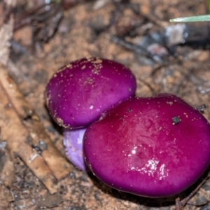Cortinarius archeri s.l. at Penrose, NSW - 24 Mar 2022 05:40 PM