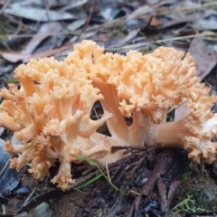 Ramaria sp. (TBC) at Penrose, NSW - 24 Mar 2022 by Aussiegall