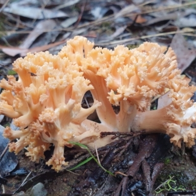 Ramaria sp. at Penrose, NSW - 24 Mar 2022 by Aussiegall