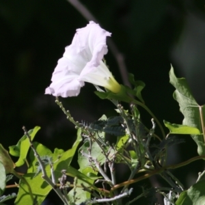 Calystegia sepium at Killara, VIC - 25 Mar 2022