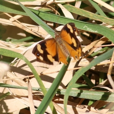 Heteronympha merope (Common Brown Butterfly) at Bandiana, VIC - 24 Mar 2022 by KylieWaldon