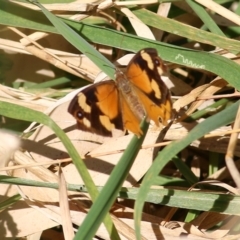 Heteronympha merope (Common Brown Butterfly) at Bandiana, VIC - 24 Mar 2022 by KylieWaldon