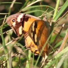 Heteronympha merope at Bandiana, VIC - 25 Mar 2022 08:08 AM