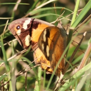 Heteronympha merope at Bandiana, VIC - 25 Mar 2022 08:08 AM