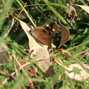 Heteronympha merope at Bandiana, VIC - 25 Mar 2022 08:08 AM