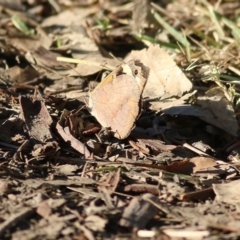 Heteronympha merope at Bandiana, VIC - 25 Mar 2022 08:08 AM