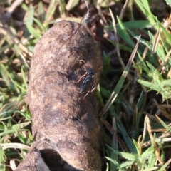 Myrmecia sp. (genus) (Bull ant or Jack Jumper) at Wodonga - 24 Mar 2022 by KylieWaldon