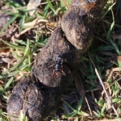 Myrmecia sp., pilosula-group at Bandiana, VIC - 25 Mar 2022 08:59 AM