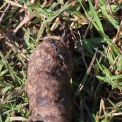 Myrmecia sp., pilosula-group at Bandiana, VIC - 25 Mar 2022 08:59 AM