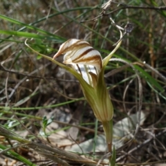 Diplodium truncatum (Little Dumpies, Brittle Greenhood) at Mount Majura - 25 Mar 2022 by RobG1