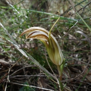 Diplodium truncatum at Watson, ACT - suppressed