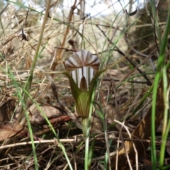 Diplodium truncatum at Watson, ACT - suppressed