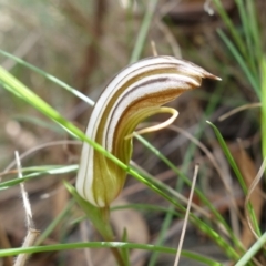 Diplodium truncatum at Watson, ACT - suppressed