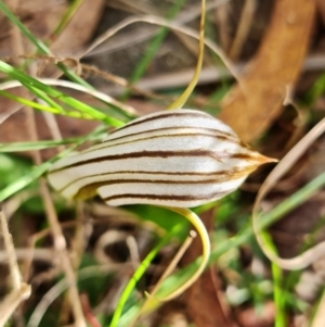 Diplodium truncatum at Watson, ACT - suppressed