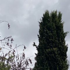 Callocephalon fimbriatum (Gang-gang Cockatoo) at Curtin, ACT - 26 Mar 2022 by Hannah