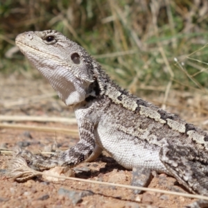 Amphibolurus muricatus at Hackett, ACT - 25 Mar 2022 02:28 PM