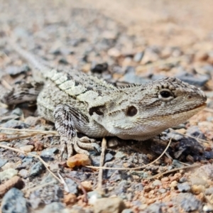 Amphibolurus muricatus at Hackett, ACT - 25 Mar 2022 02:28 PM