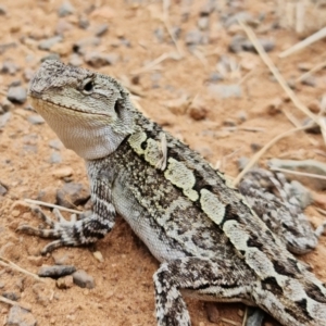 Amphibolurus muricatus at Hackett, ACT - 25 Mar 2022 02:28 PM