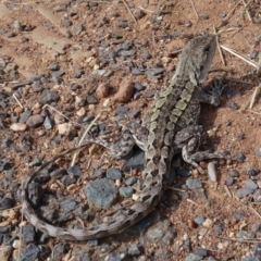 Amphibolurus muricatus at Hackett, ACT - 25 Mar 2022 02:28 PM